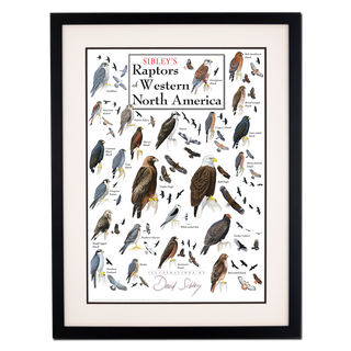 Sibley's Raptors of Western North America - Poster - Double matted black frame image