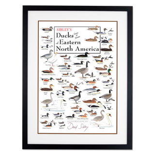 Sibley's Ducks, Geese & Swans of Eastern North America - Double matted black frame image