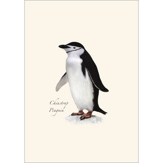 Penguin Assortment image 4