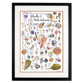Shells of the Mid-Atlantic Coast - Poster - Double matted black frame image