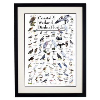 Coastal & Wetland Birds of Florida - Poster - Double matted black frame image