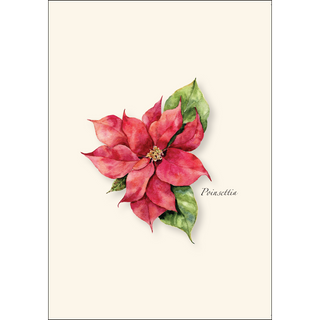 Poinsettia image 1