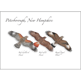 Hawk Trio image 0