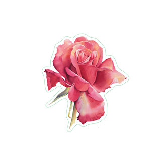 Red Rose image 1