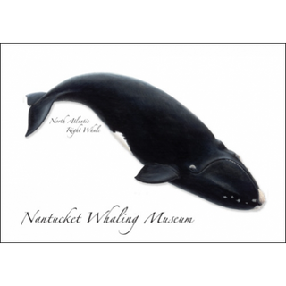 Right Whale image 0