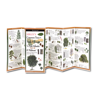 Sibley's Common Trees of Trails & Forests of the Mid-Atlantic & Midwest image 1
