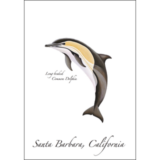 Long-beaked Common Dolphin image 0
