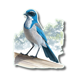 Scrub-Jay image 0