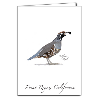 California Quail image 0