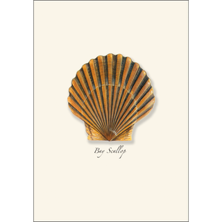 Bay Scallop image 1