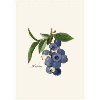 Blueberry image 1