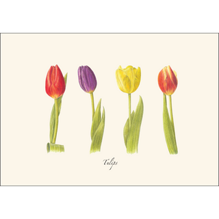 Tulips image 1