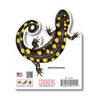 Spotted Salamander image 1