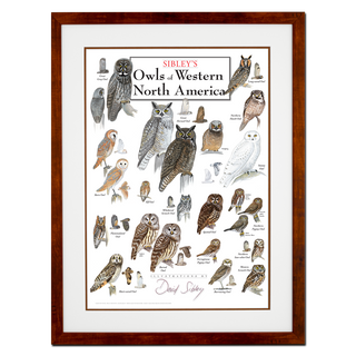 Sibley's Owls of Western North America - Poster - Double matted honey frame image