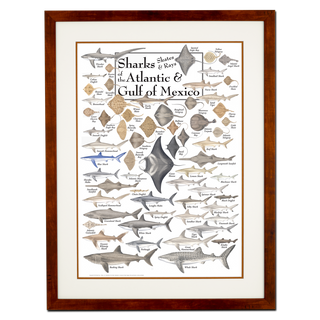 Sharks, Skates, and Rays of the Atlantic and Gulf of Mexico - Poster - Double matted honey frame image