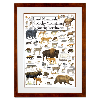Land Mammals of the Rocky Mountains & the Pacific Northwest - Poster - Double matted honey frame image