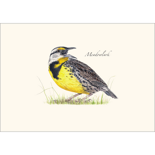 Meadowlark -NEW- image 1