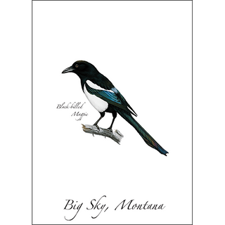 Black-billed Magpie image 0