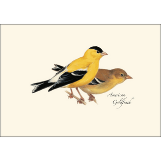 Peterson Western Bird  Assortment image 2