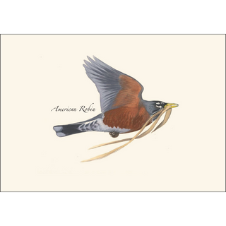 Robin in Flight image 1