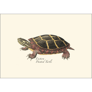 Freshwater Turtle Assortment image 1