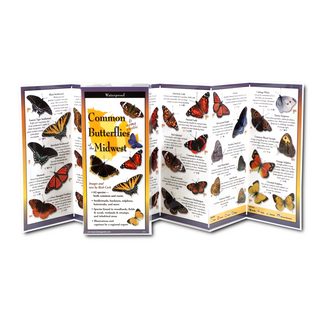 Common Butterflies of the Midwest image 1