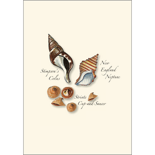 Seashell Assortment II image 2