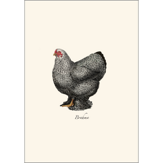 Chicken Assortment image 1