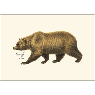 Grizzly Bear image 1
