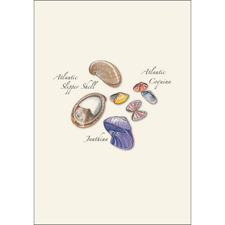 Seashell Assortment image 1