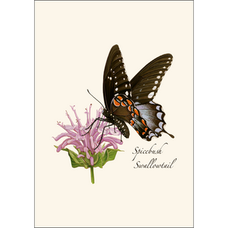 Spicebush Swallowtail image 1