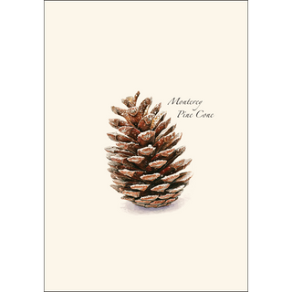 Pine Cone image 1