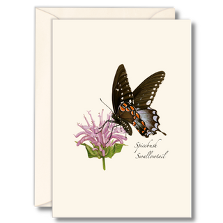 Spicebush Swallowtail image 0