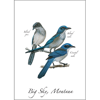 Western Scrub-Jay image 0