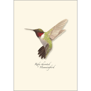 Ruby-throated Hummingbird image 1