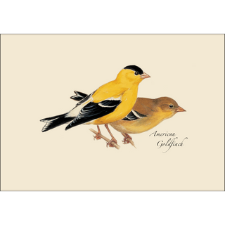 Peterson's Bird Assortment I image 2