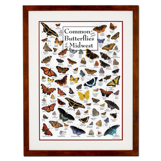 Common Butterflies of the Midwest - Poster - Double matted honey frame image