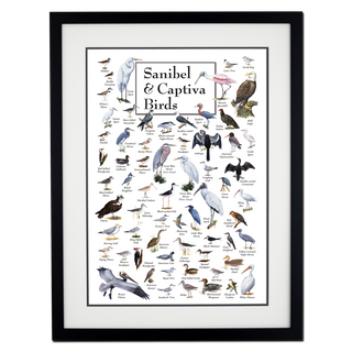 Sanibel & Captiva Birds - Poster - Double matted black frame image