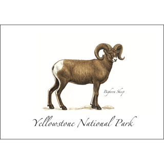 Bighorn Sheep image 0