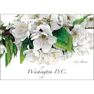 Cherry Blossoms image 0