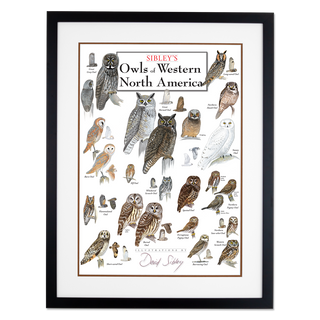 Sibley's Owls of Western North America - Poster - Double matted black frame image