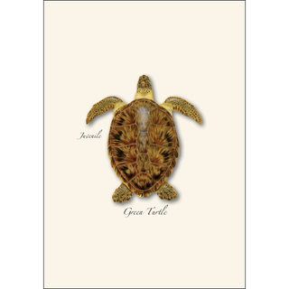 Sea Turtle Juveniles Assortment image 1