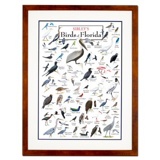 Sibley’s Birds of Florida – Poster - Double matted honey frame image