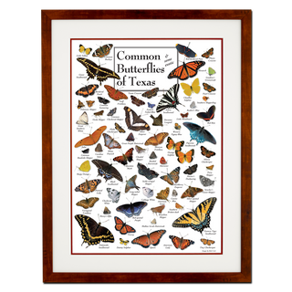 Butterflies of Texas - Poster - Double matted honey frame image