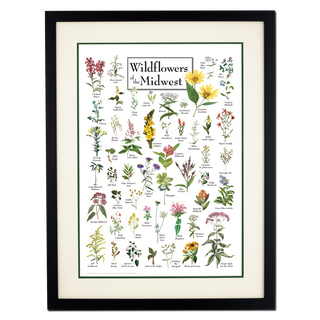 Wildflowers of the Midwest - Double matted black frame image