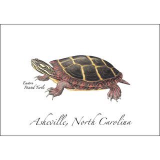 Eastern Painted Turtle image 0
