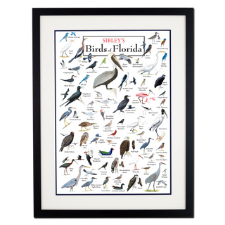 Sibley’s Birds of Florida – Poster - Double matted black frame image