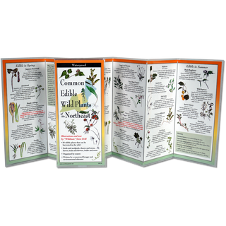 Edible Wild Plants of the Northeast image 1