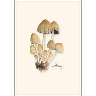 Mushroom Assortment image 2