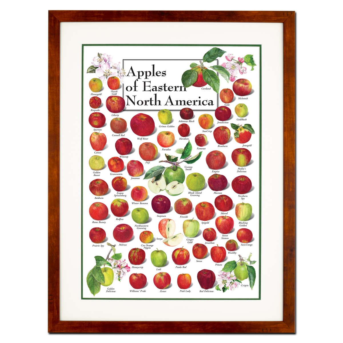 Posters - Apples of Eastern North America - Poster – Earth Sky + Water Posters - Apples of Eastern North America - Poster – Earth Sky + Water
